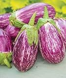 Exotic Listada de Gandia Eggplant Seed for Planting | 50+ Seeds | Ships from Iowa, USA | Non-GMO Exotic Heirloom Vegetables | Great Gardening Gift Photo, new 2024, best price $7.98 review