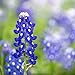 Photo Texas Bluebonnet Seeds (Lupinus texensis) - Over 1,000 Premium Seeds - by 'createdbynature' review