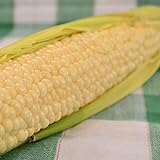 Country Gentleman Sweet Corn - 50 Seeds - Heirloom & Open-Pollinated Variety, USA-Grown, Non-GMO Vegetable Seeds for Planting Outdoors in The Home Garden, Thresh Seed Company Photo, new 2024, best price $7.99 review