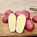 Photo végétales100Pcs/Sac végétales Delicious Non OGM Rare Red Skin Potato Vegetable Seeds for Farm - Graines de pommes de terre examen