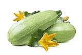 Summer Squash, Zucchini Grey Seeds Photo, new 2024, best price $5.99 review