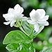 Photo 50Pièces graines de jasmin blanc fleurs à double tête graines de fleurs d'escalade vivaces petit parfum agréable et frais examen