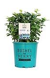 Bushel and Berry™ - Vaccinium Pink Icing (Blueberry) Edible-Shrub, , #2 - Size Container Photo, new 2024, best price $33.99 review