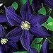Photo 50 Dark Purple Clematis Seeds Bloom Climbing Perennial Flowers Seed Flower Vine Climbing Perennial review