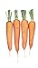 Photo Burpee Touchon Carrot Seeds 3500 seeds review
