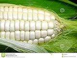 Weisser Mais - Zuckermais - 20 Samen - sehr süßer asiatischer Maissamen Foto, neu 2024, bester Preis 2,29 € Rezension