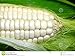 Foto Weisser Mais - Zuckermais - 20 Samen - sehr süßer asiatischer Maissamen Rezension