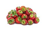 Seascape Everbearing Strawberry Bare Roots Plants, 25 per Pack, Hardy Plants Non GMO Photo, new 2024, best price $15.99 review