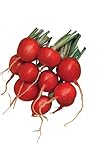 Burpee Cherry Belle Radish Seeds 2000 seeds Photo, new 2024, best price $9.96 review