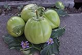 Aubergine Samen Thai-Aubergine Grüne Schale Pflanzen Gemüse Obst Samen für die Bepflanzung Garten Outdoor Indoor Foto, neu 2024, bester Preis 3,00 € Rezension