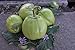 Foto Aubergine Samen Thai-Aubergine Grüne Schale Pflanzen Gemüse Obst Samen für die Bepflanzung Garten Outdoor Indoor Rezension