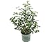 Photo Premier Plant Solutions 19558 High Bush Plants That Work Blueberry (Vaccinium) Duke, 1 Gallon review