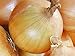 Photo Onion, Texas Early Grano Onion Seeds, Heirloom, Non GMO 25+ Seeds, Short Day, Vidiala Type review