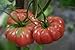 Photo 75+ Giant Belgium Tomato Seeds- Heirloom Variety review