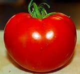 Celebrity Tomato 45 Seeds -Disease Resistant! Photo, new 2024, best price $2.99 review