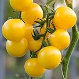 Currant Yellow Cherry Tomato Seeds for Planting - 250 mg Packet ~60 Seeds - Solanum lycopersicum - Farm & Garden Vegetable Seeds - Cherry Tomato Seed -Non-GMO, Heirloom, Open Pollinated, Annual Photo, new 2024, best price $3.29 review