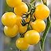 Photo Currant Yellow Cherry Tomato Seeds for Planting - 250 mg Packet ~60 Seeds - Solanum lycopersicum - Farm & Garden Vegetable Seeds - Cherry Tomato Seed -Non-GMO, Heirloom, Open Pollinated, Annual review