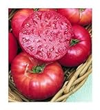 75+ Mortgage Lifter Tomato Seeds- Heirloom Variety- by Ohio Heirloom Seeds Photo, new 2024, best price $5.79 review