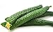 Photo Cucumber Seeds for Planting Vegetables and Fruits-Asian Suyo Long Cucumber Plant Seeds,Burpless Non GMO Garden Seeds Vegetable Seeds,Oriental Chinese Cucumber Seeds-11ct Veggie Seeds China Long Hybrid review