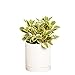 Photo Greendigs Peperomia Plant in White Ceramic Fluted 5-Inch Pot - Pet-Friendly Houseplant, Pre-potted with Premium Soil review