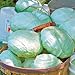 Photo Park Seed Tropic Giant Hybrid Cabbage Seeds, Big Heads, Pack of 100 review