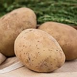 Kennebec Seed Potato - Productive and Easy to Grow - Includes one 2-lb Bag - Can't Ship to States of ID, ME, MT, or NE Photo, new 2024, best price $19.99 review
