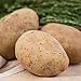 Photo Kennebec Seed Potato - Productive and Easy to Grow - Includes one 2-lb Bag - Can't Ship to States of ID, ME, MT, or NE review