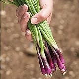 David's Garden Seeds Bunching Onion Deep Purple 1565 (White) 200 Non-GMO, Open Pollinated Seeds Photo, new 2024, best price $3.45 review