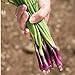 Photo David's Garden Seeds Bunching Onion Deep Purple 1565 (White) 200 Non-GMO, Open Pollinated Seeds review