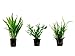 Foto Tropica Pflanzen Set mit 3 Javarfarn Aquariumpflanzen Wasserpflanzen Nr.16 Rezension