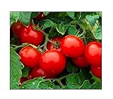 250 Cherry Tomato Seeds Large | Non-GMO | Fresh Garden Seeds Photo, new 2024, best price $6.95 review