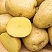 Photo Yukon Gold Seed Potato - Best Early Eating Potato on The Market - Includes one 2-lb Bag - Can't Ship to States of ID, ME, MT, or NE review
