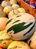 10 Snowball Melon Seeds | Hard to Find- Ships from Iowa, USA - Snow Leopard Melon Seeds Photo, new 2024, best price $10.96 ($1.10 / Count) review