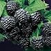 Photo Super Flavor Sweet Berries, Jewel Black Raspberry Potted Plant review