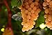 Foto 50pcs Traubenkerne Miniatur Weinrebe Bonsai Seedsn Fruchtsamen Sukkulenten süße Speisen leicht 6 Anlage für Gartentopf wachsen Rezension