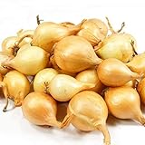 8 Ounces Yellow Onion Sets Sweet Onions Bulb Seed Set Perennial Garden Vegetable Green Plant Bulbs Seeds Permaculture Photo, new 2024, best price $9.95 review