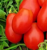 250 Roma VF Tomato Seeds | Non-GMO | Heirloom | Instant Latch Garden Seeds | Vegetable Seeds Photo, new 2024, best price $6.95 review