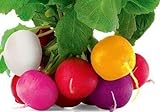 Colorful Radish Seed Mix Easy to Grow Vegetable Garden Seeds for Planting About 50 Seeds Photo, new 2024, best price $6.99 review