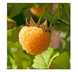3 Anne Golden EverBearing Raspberry Plants - Large 2 Year Old Plant - Large Sweet Photo, new 2024, best price $39.95 review