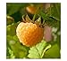 Photo 3 Anne Golden EverBearing Raspberry Plants - Large 2 Year Old Plant - Large Sweet review