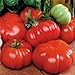 Photo Park Seed Costoluto Genovese Tomato Seeds, Pack of 30 Seeds review