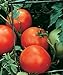 Photo Burpee Celebrity' Hybrid | Slicing Red Tomato | Disease-Resistant, 35 Seeds review
