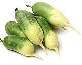 David's Garden Seeds Radish Green Luobo Improved 5453 (Green) 200 Non-GMO, Open Pollinated Seeds Photo, new 2024, best price $3.95 review