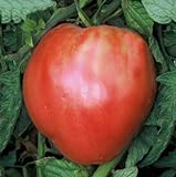 75+ Pink Oxheart Tomato Seeds- Heirloom Variety Photo, new 2024, best price $4.99 review