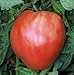 Photo 75+ Pink Oxheart Tomato Seeds- Heirloom Variety review