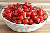 Chili/Paprika Sweety Drops Rot - Pepper - sehr ertragreich - 10 Samen Foto, neu 2024, bester Preis 1,70 € (1,70 € / count) Rezension