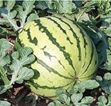 Dixie Queen Watermelon Seeds, (Isla's Garden Seeds), 50 Heirloom Seeds Per Packet, Non GMO Seeds, Botanical Name: Citrullus lanatus Photo, new 2024, best price $5.99 ($0.12 / Count) review