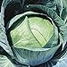 Photo Stonehead Cabbage Seeds (20+ Seeds) | Non GMO | Vegetable Fruit Herb Flower Seeds for Planting | Home Garden Greenhouse Pack review