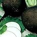 Photo Organic Black Spanish Round Radish Seeds 5 g ~470 Seeds - Non-GMO, Open Pollinated, Heirloom, Vegetable Gardening Seeds review