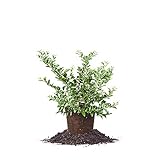 Perfect Plants Tifblue Blueberry Live Plant, 1 Gallon, Includes Care Guide Photo, new 2024, best price $26.86 review